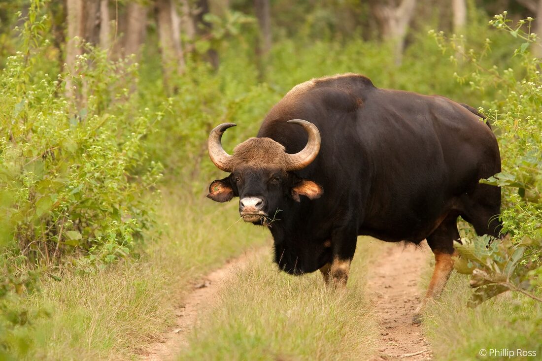 A huge bull gaur (Bos gaurus) blocking the road