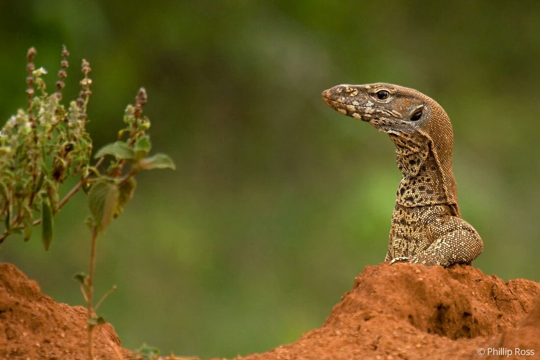 A monitor lizard (Varanus bengalensis) found in Bandipur