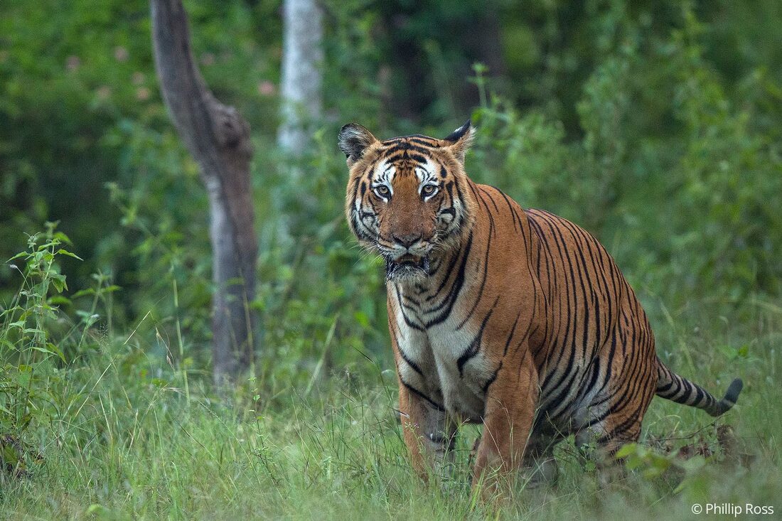 A male tiger (Panthera tigris) on the safari track