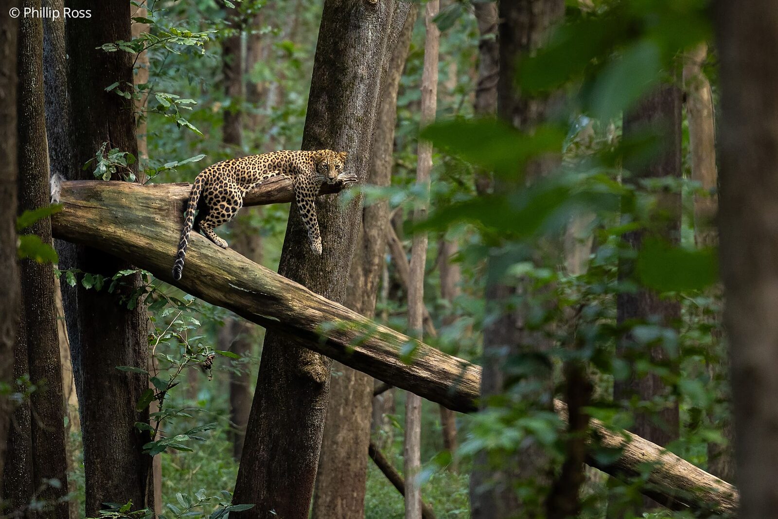 A leopard (Panthera pardus) in Bhadra Tiger Reserve