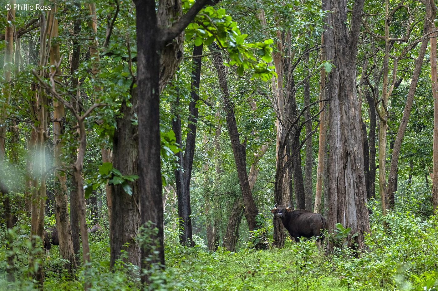 Wildlife on the Bhadra tour