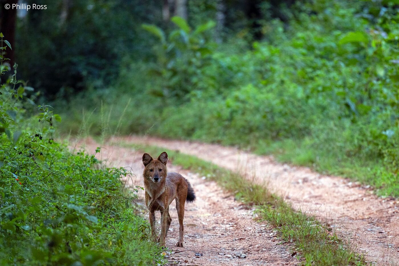 A dhole on a forest path in Bhadra