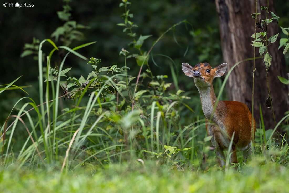 A southern red muntjac, or barking deer (Muntiacus muntjak), testing the air