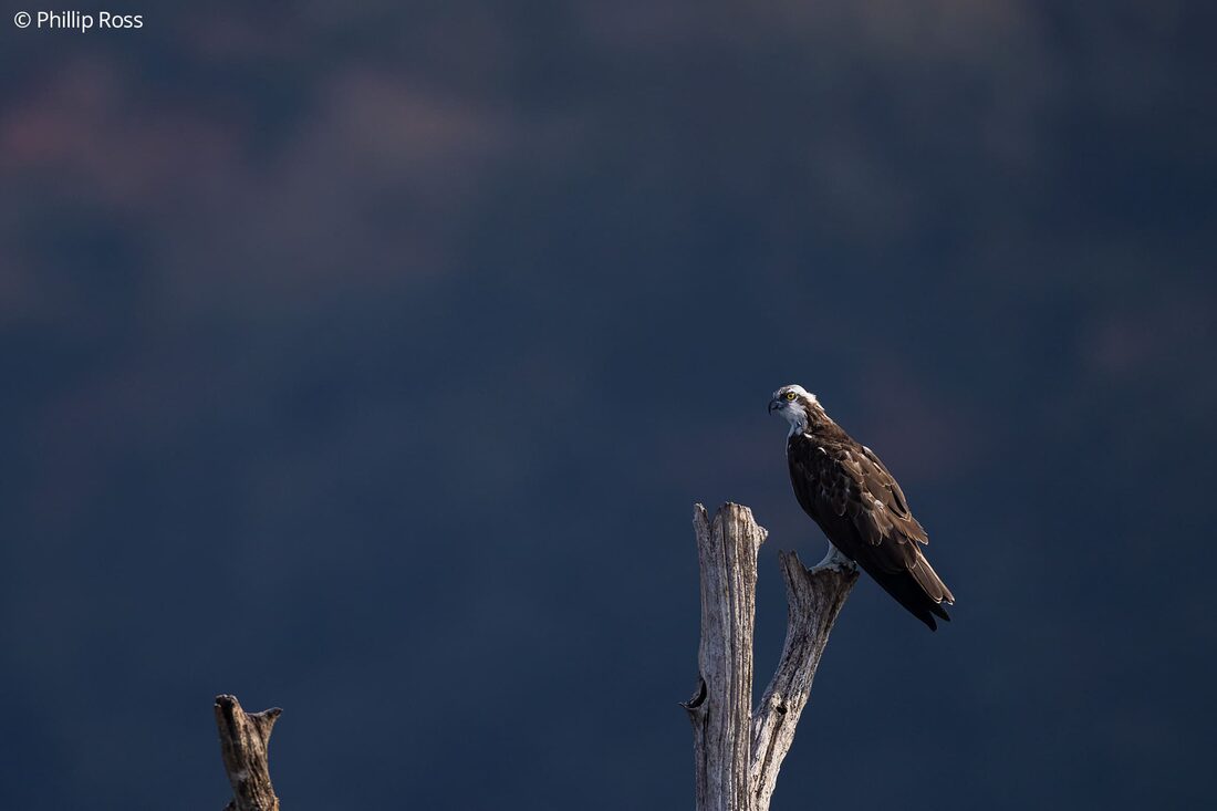 An osprey (Pandion haliaetus) photographed during the boat safari
