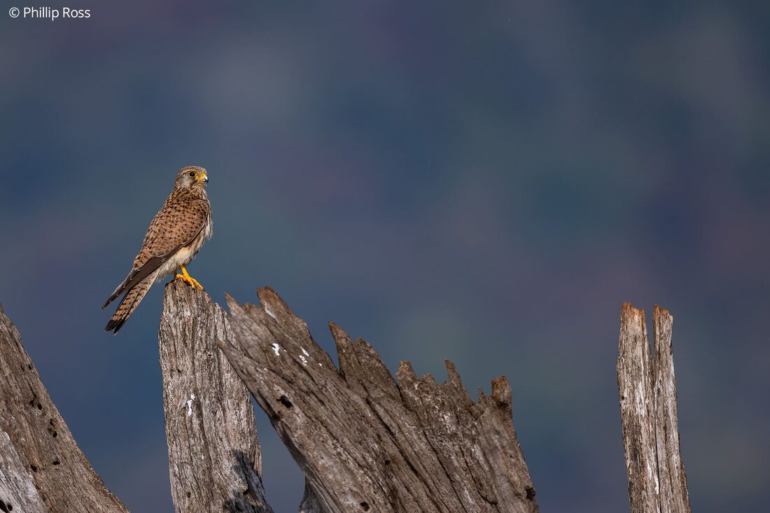 A common kestrel (Falco tinnunculus) perched beautifully