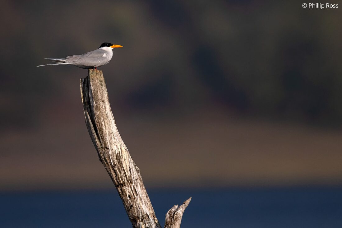 A river tern (Sterna aurantia) perched on a dead tree in the Bhadra Reservoir, near Lakkavali