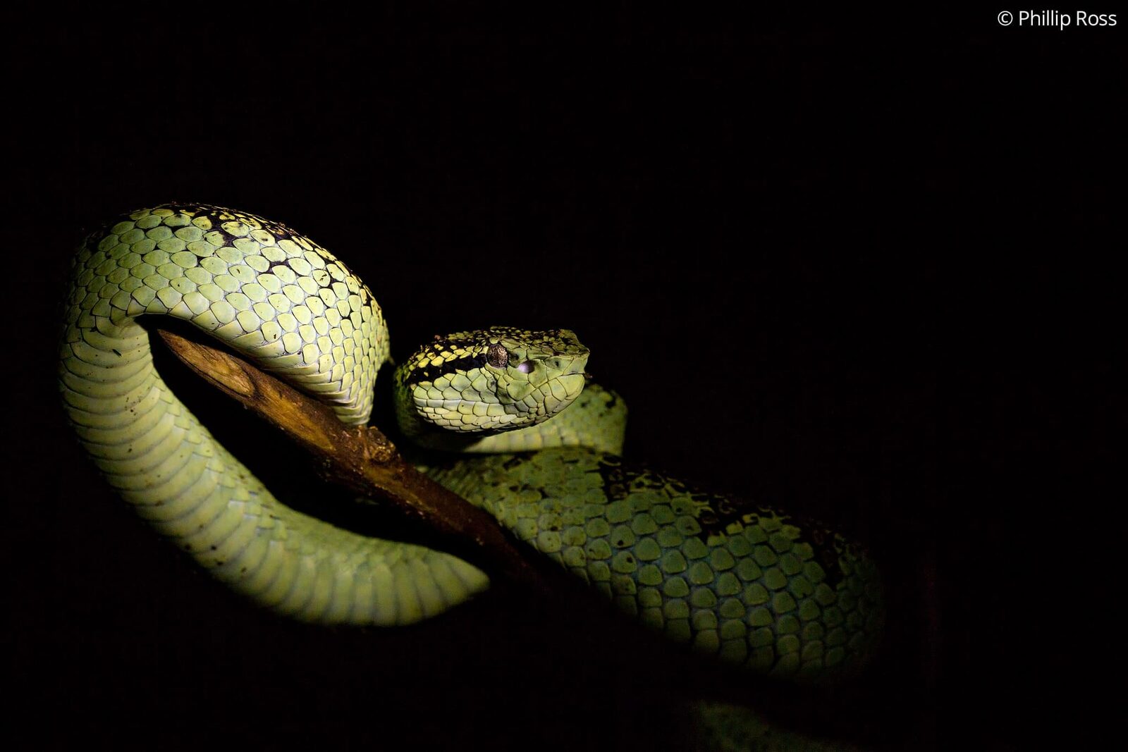 A Malabar pit viper (Craspedocephalus malabaricus) photographed during our Coorg Macro Photography Tour