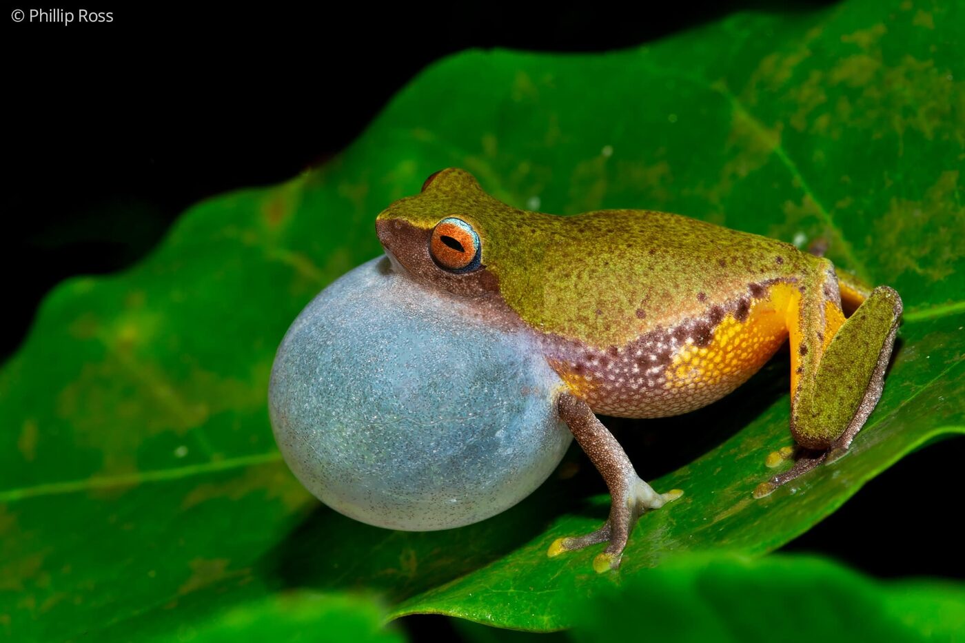 A glandular bush frog (Raorchestes glandulosus) calling