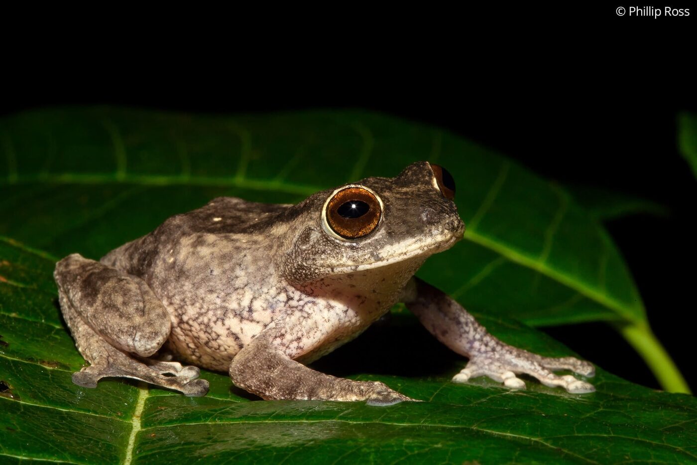 A Hassan bush frog (Raorchestes hassanensis) photographed during a night walk