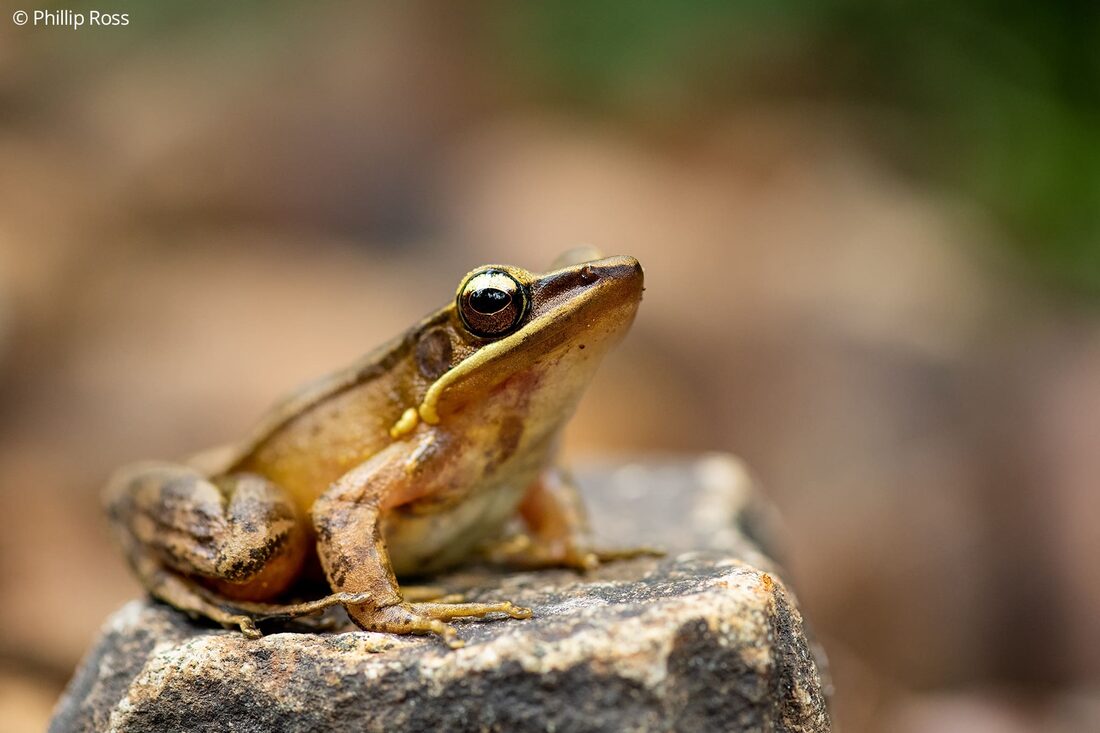 A golden frog (Indosylvirana aurantiaca) sitting on a rock