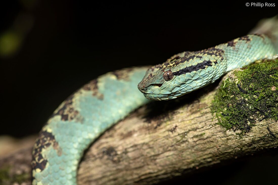 A portrait of a Malabar pit viper (Craspedocephalus malabaricus)
