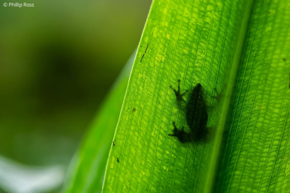A frog silhouetted against a leaf