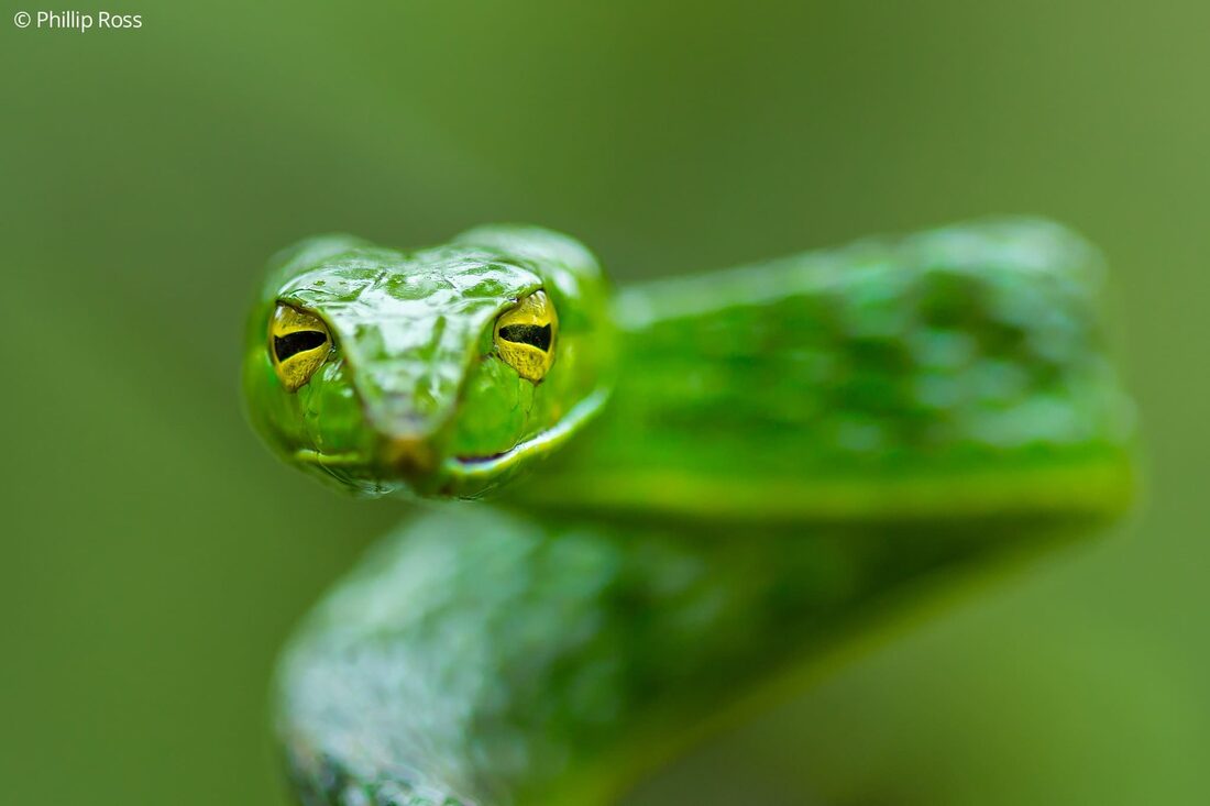 The beautiful Farnsworth&rsquo;s vine snake (Ahaetulla farnsworthi)