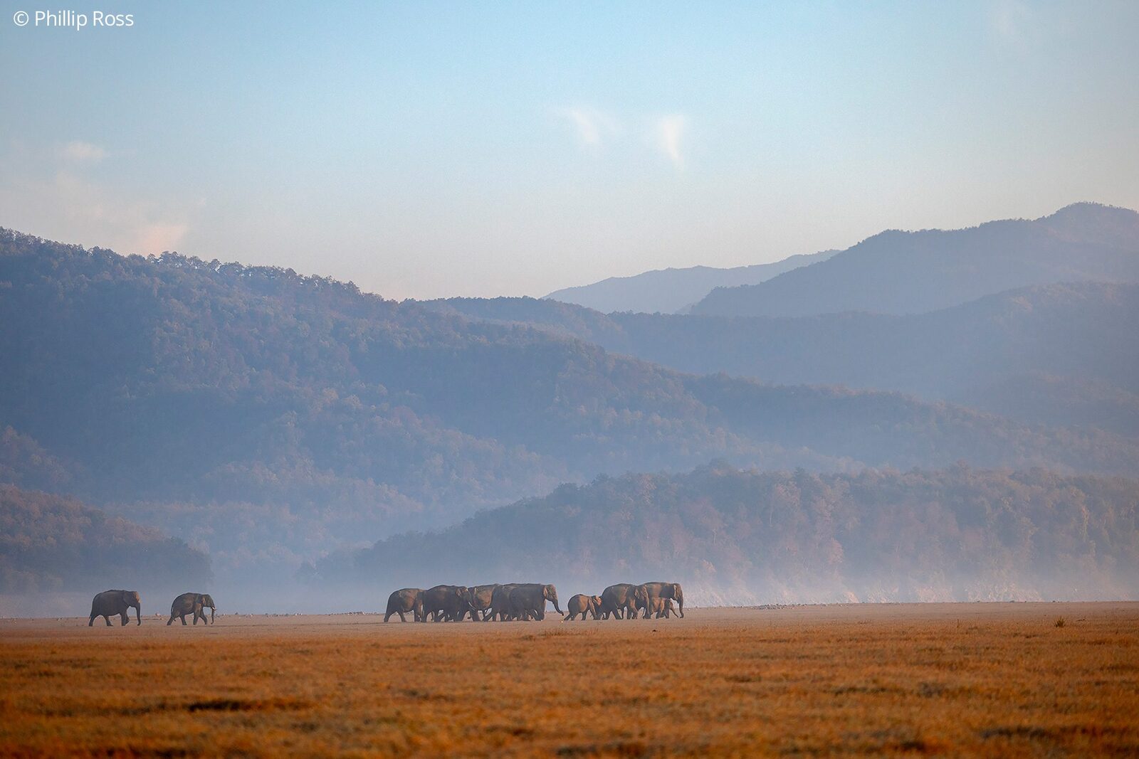 Elephants (Elephas maximus) crossing the misty grasslands of Corbett Tiger Reserve