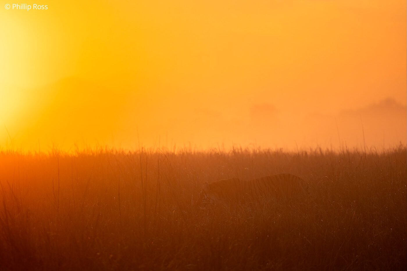 A tiger (Panthera tigris) blending into the grass in the early morning backlight