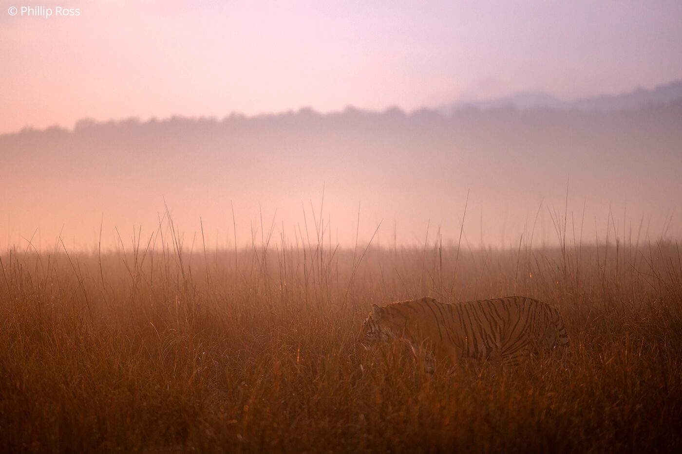 A tiger (Panthera tigris) in the morning mist