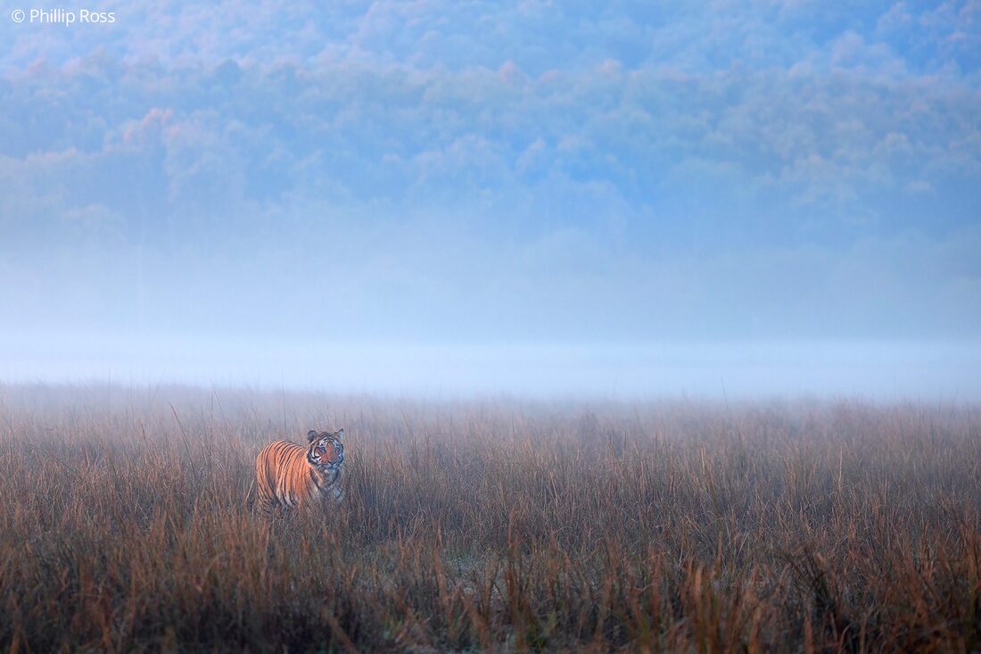 A tiger (Panthera tigris) in Corbett’s spectacular landscape