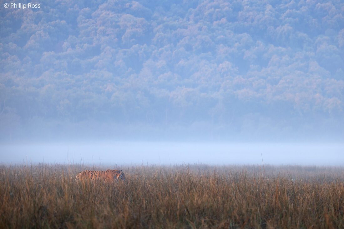 A remarkable opportunity to photograph a tiger (Panthera tigris) walking through misty grassland