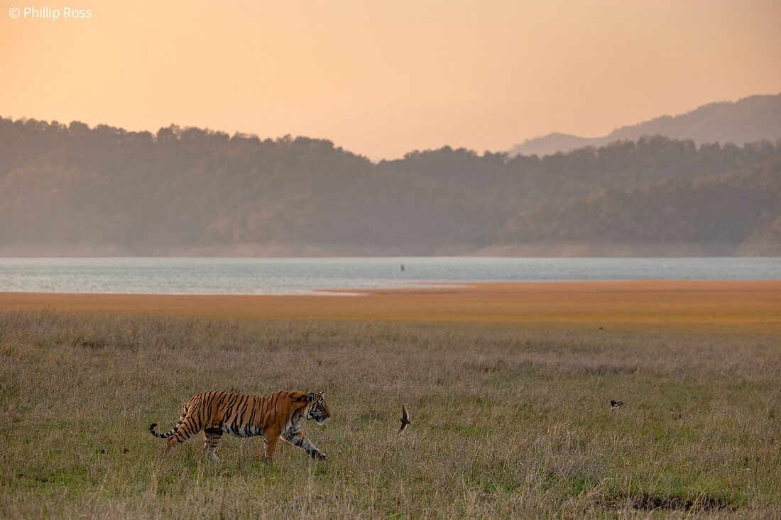 A tiger (Panthera tigris) walking along the Ramganga backwaters
