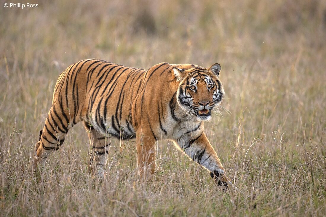 A portrait of a large male tiger (Panthera tigris) in Corbett