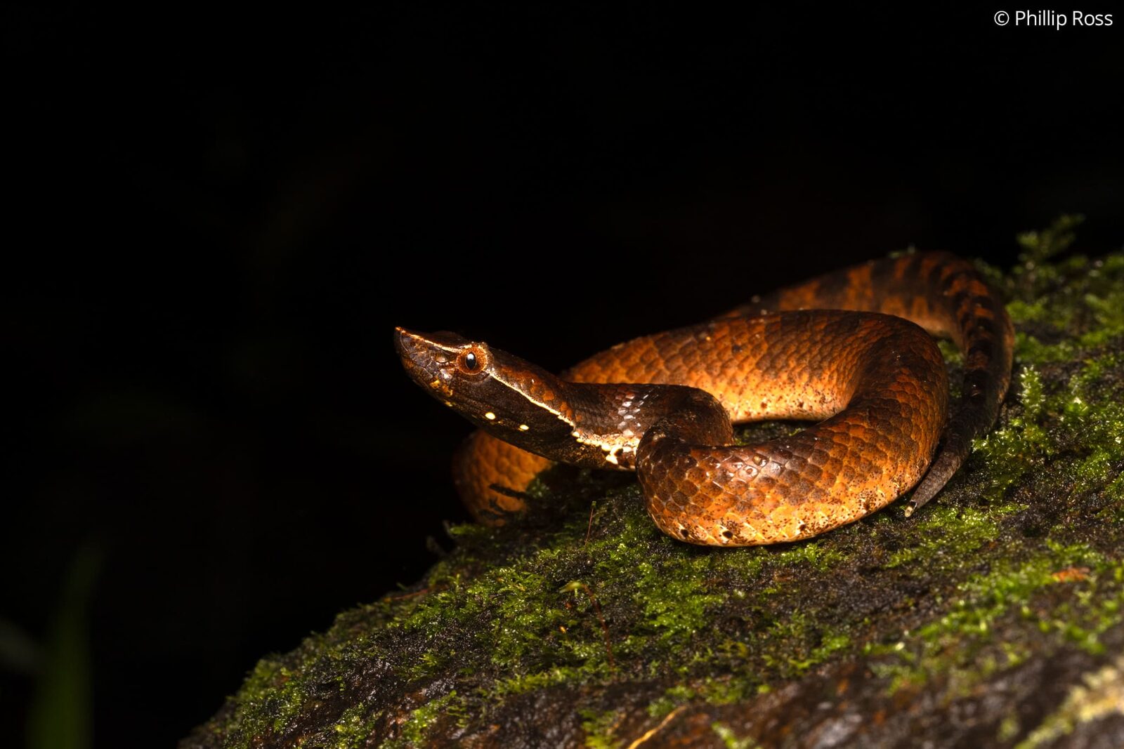 A humpnosed pit viper (Hypnale hypnale) coiled on a mossy log at Fringe Ford