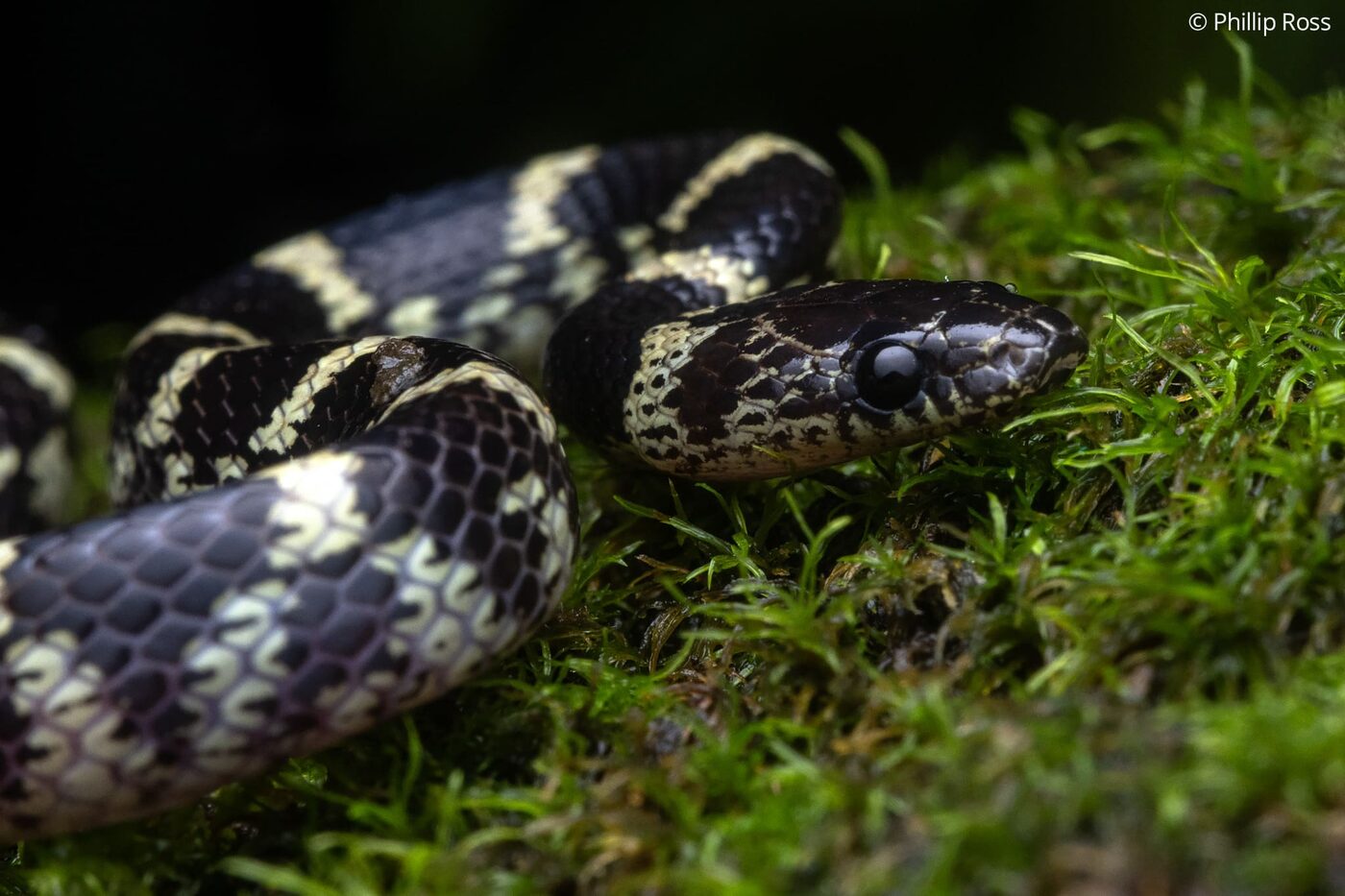 A Travancore wolf snake (Lycodon travancoricus) on moss at Fringe Ford
