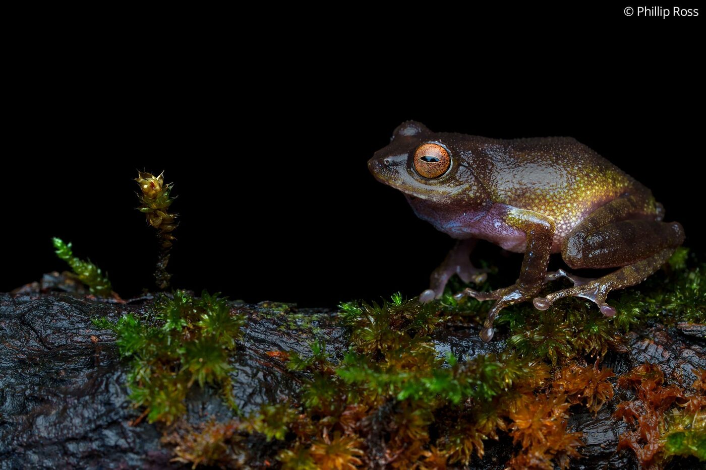 A confusing bush frog on a mossy log at Fringe Ford