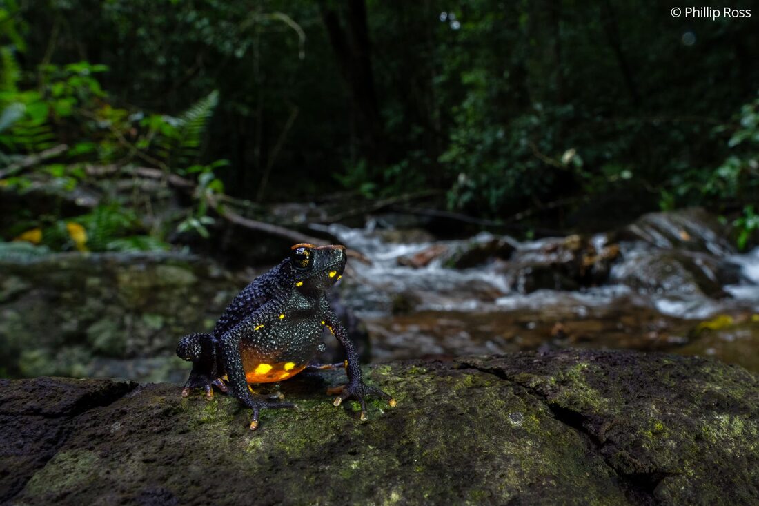 A Malabar torrent toad (Ghatophryne ornata) on a rock beside a forest stream at Fringe Ford