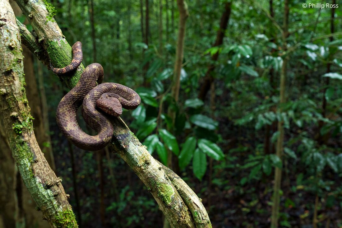 A Malabar pit viper (Craspedocephalus malabaricus) coiled on a vine at Fringe Ford