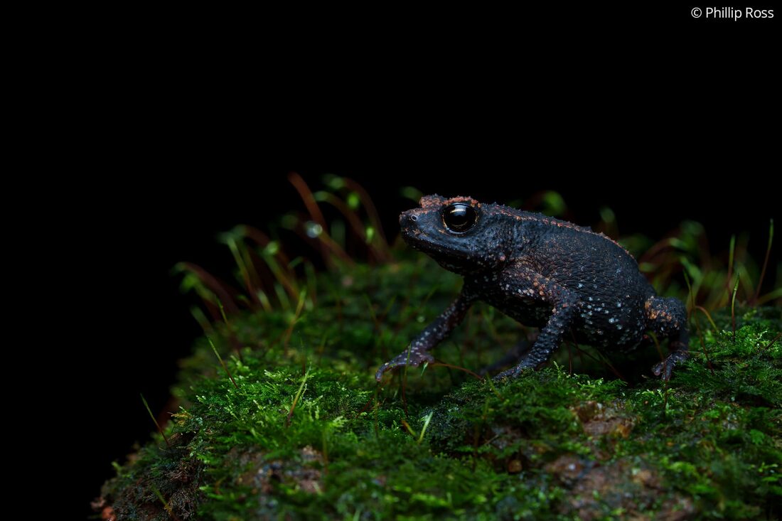 A toad on the mossy forest floor at Fringe Ford