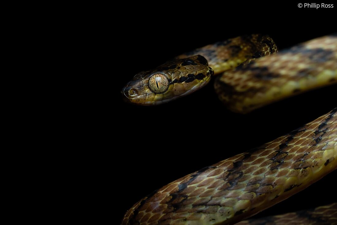A Thackeray&rsquo;s cat snake (Boiga thackerayi) at Fringe Ford