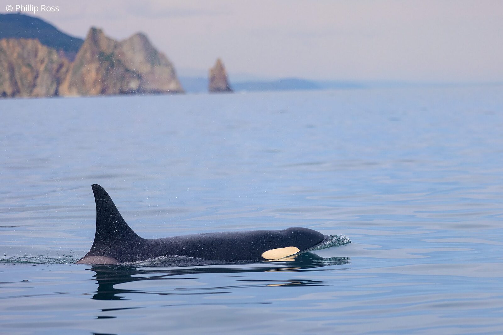 A killer whale (Orcinus orca) in the North Pacific Ocean
