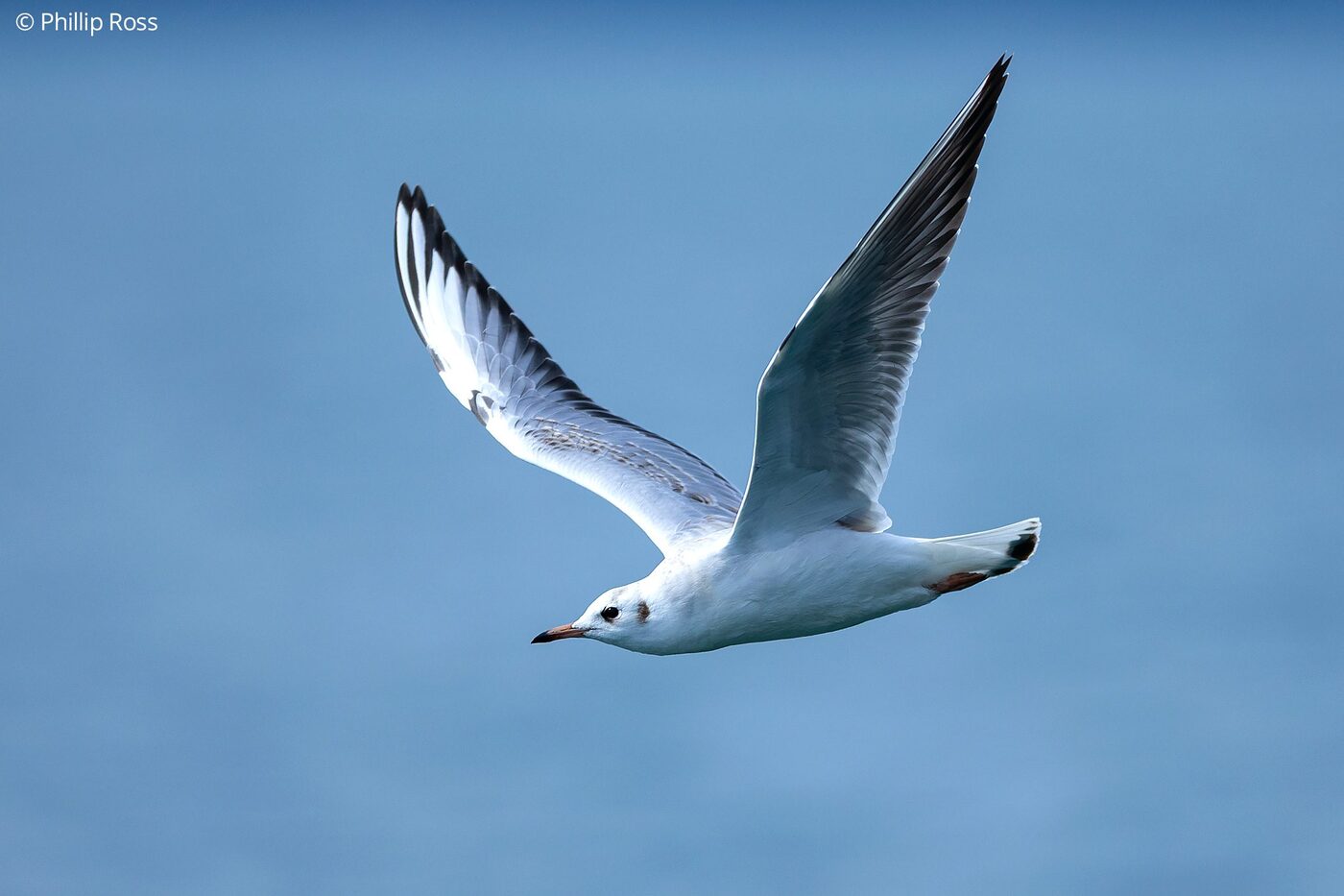 A gull off the Kamchatka coast