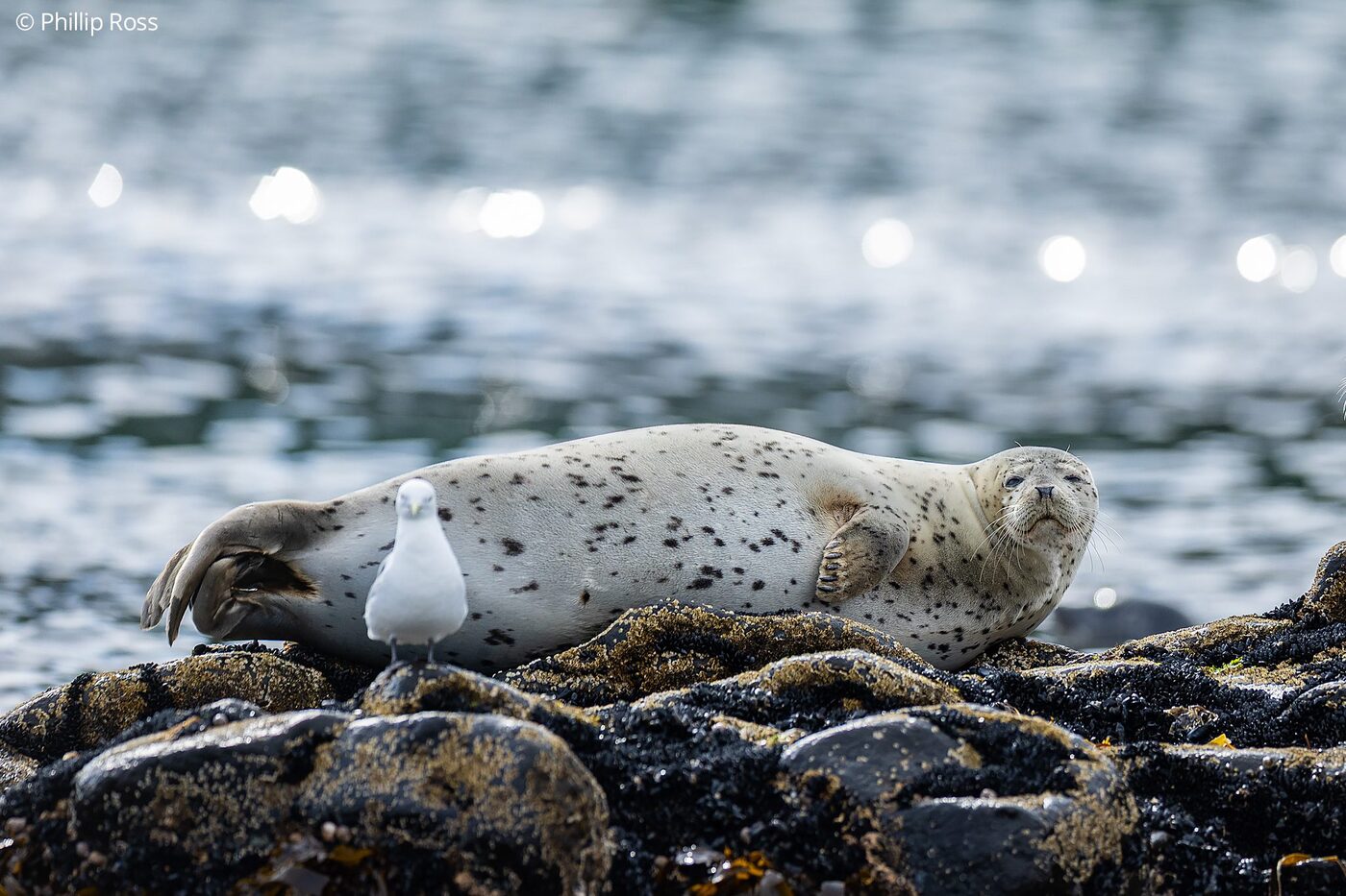 A spotted seal (Phoca largha) hauled out on the rocks