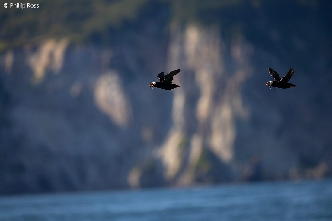 Tufted puffins (Fratercula cirrhata) carrying fish back to their nests