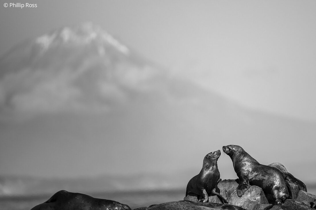 Two Steller sea lions (Eumetopias jubatus) during the marine expedition off Avacha Bay