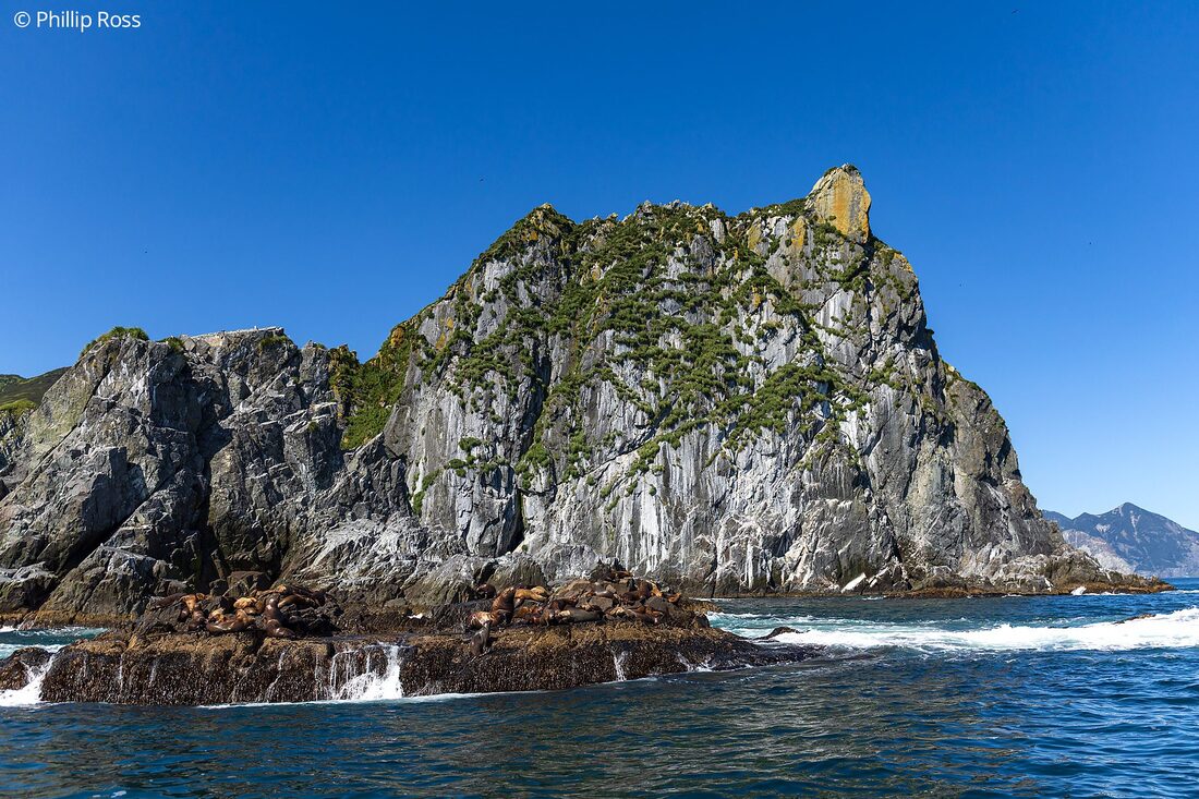 A colony of Steller sea lions (Eumetopias jubatus) off Kamchatka’s volcanic coastline