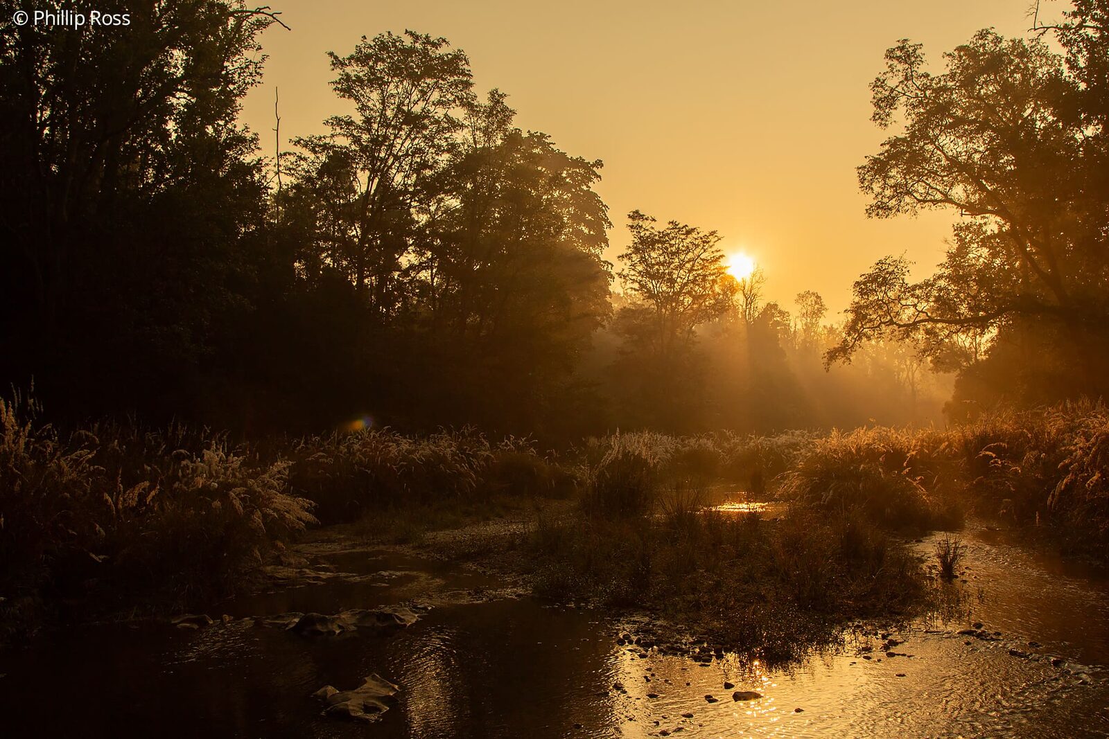 A misty dawn at a waterhole in Kanha Tiger Reserve