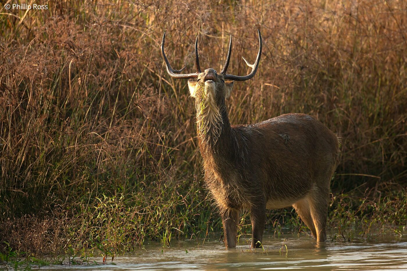 A hard-ground barasingha (Rucervus duvaucelii branderi) caught in a Flehmen response