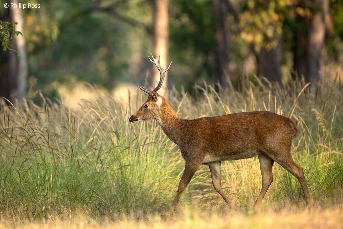 A hard-ground barasingha (Rucervus duvaucelii branderi) walking through the forest