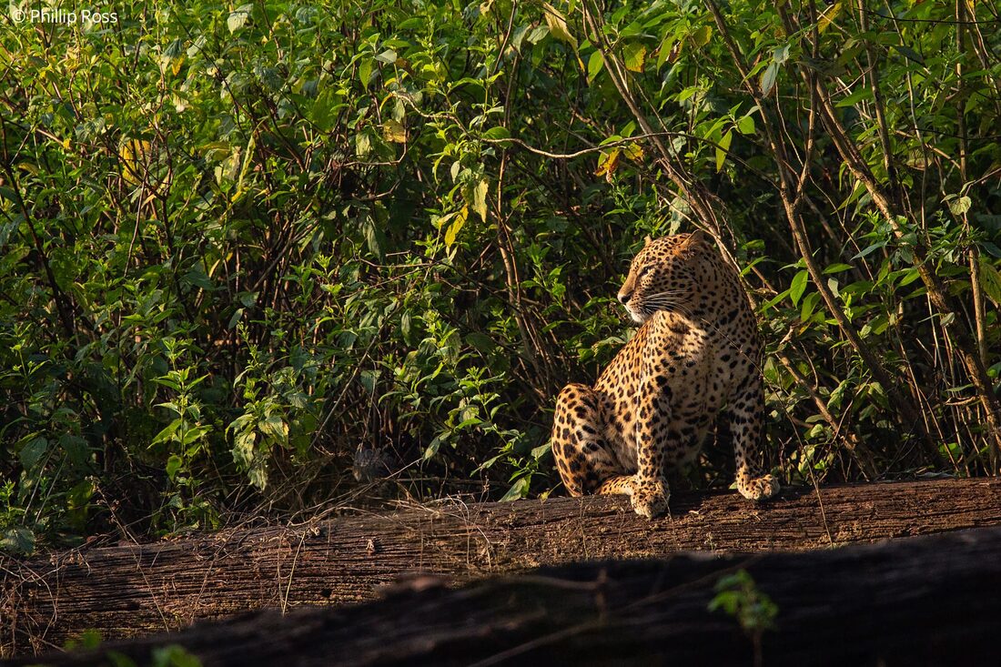 An elusive leopard (Panthera pardus) basking in the morning sun