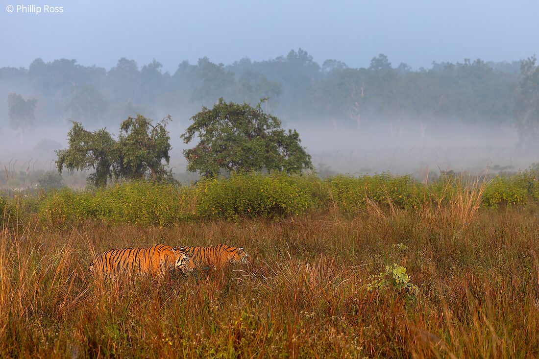 A mating pair of tigers (Panthera tigris) moving through the grassland in the early morning mist