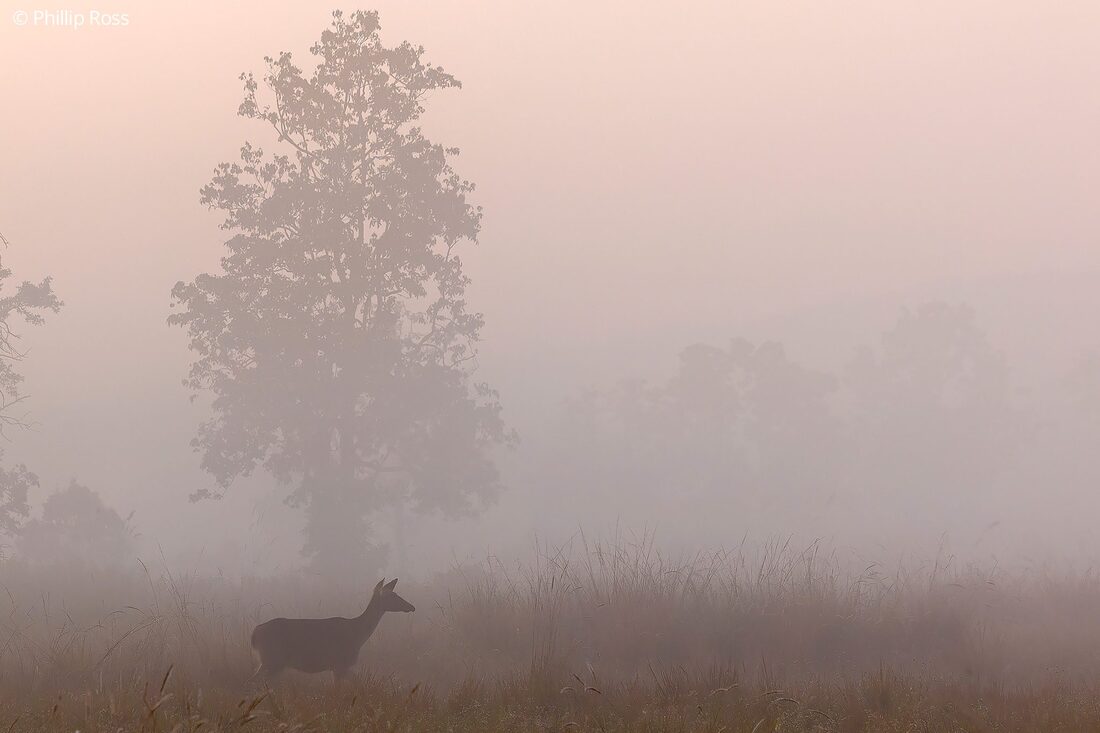 Kanha Tiger Reserve landscape