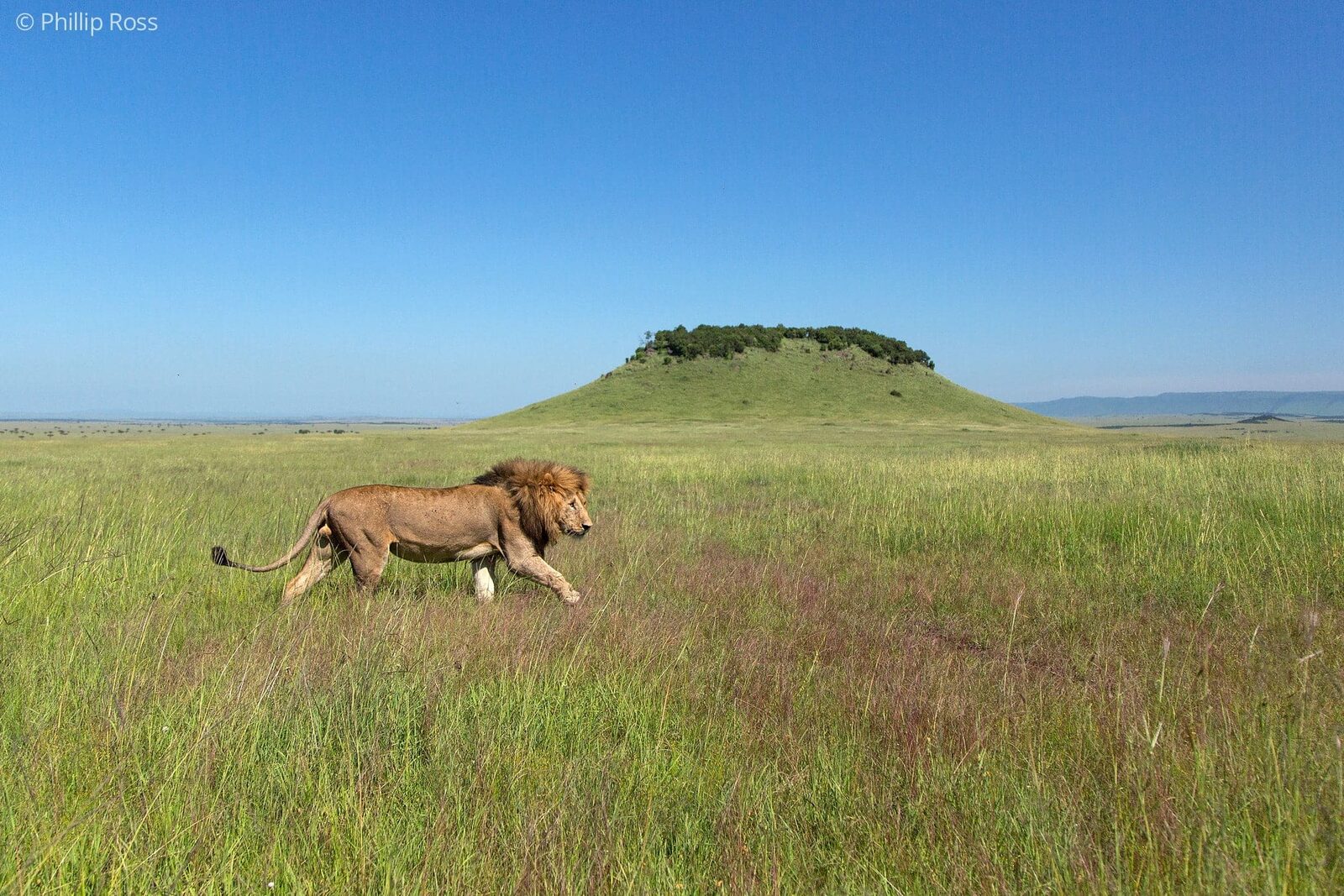 A lion (Panthera leo) in the Maasai Mara