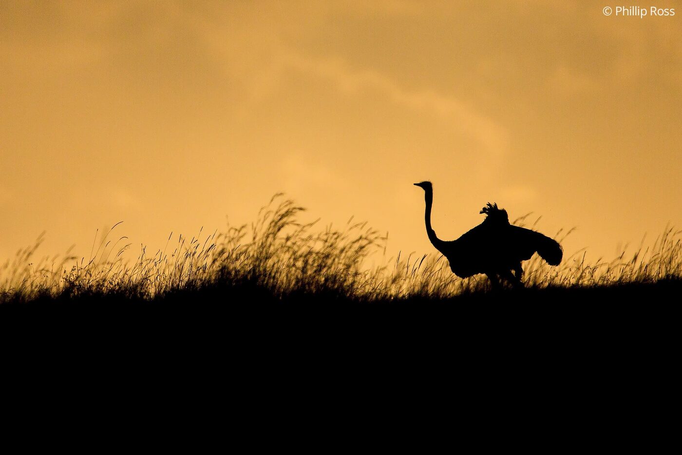 An ostrich (Struthio camelus) in the Maasai Mara