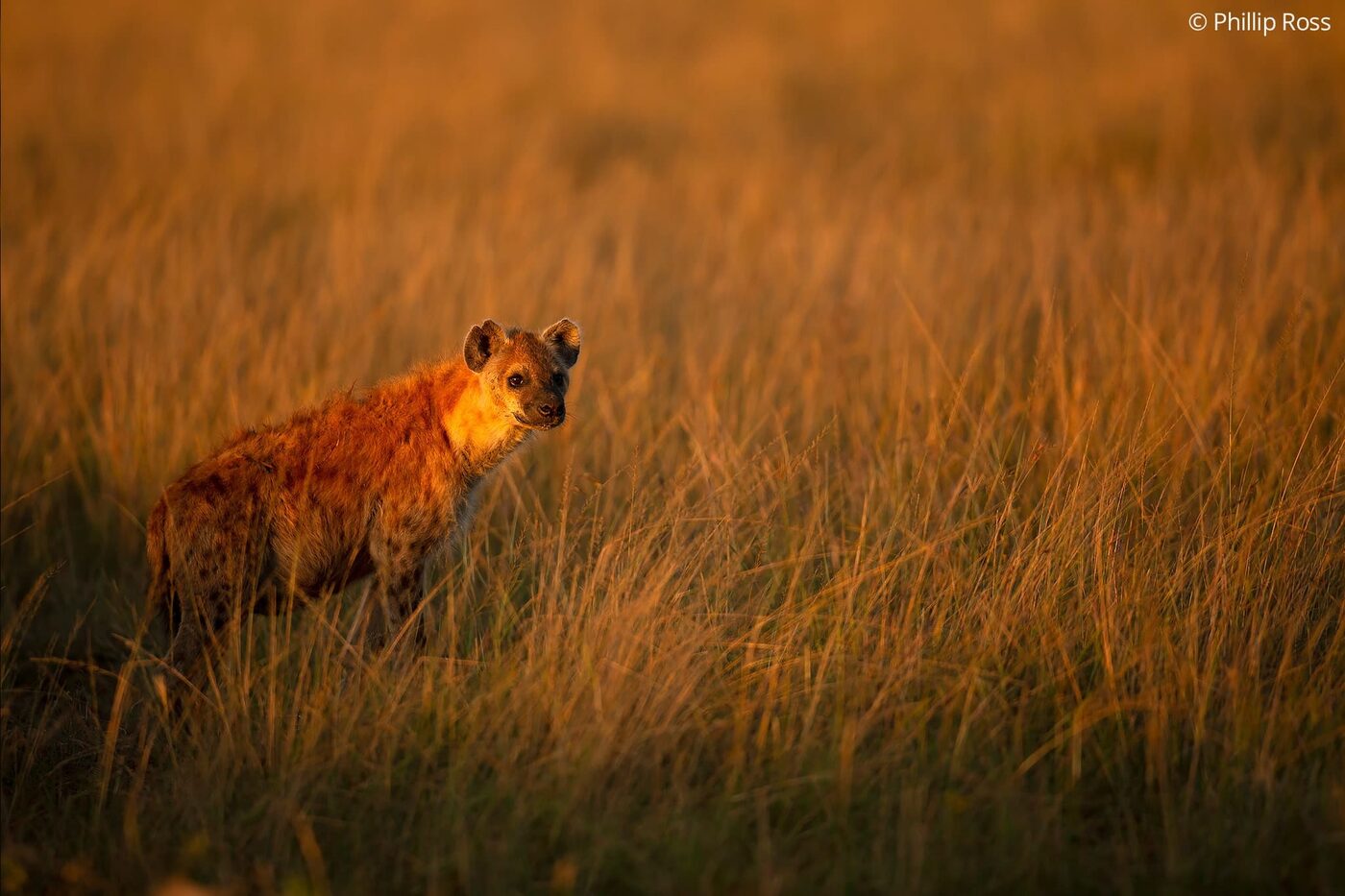 A spotted hyena (Crocuta crocuta) in golden light
