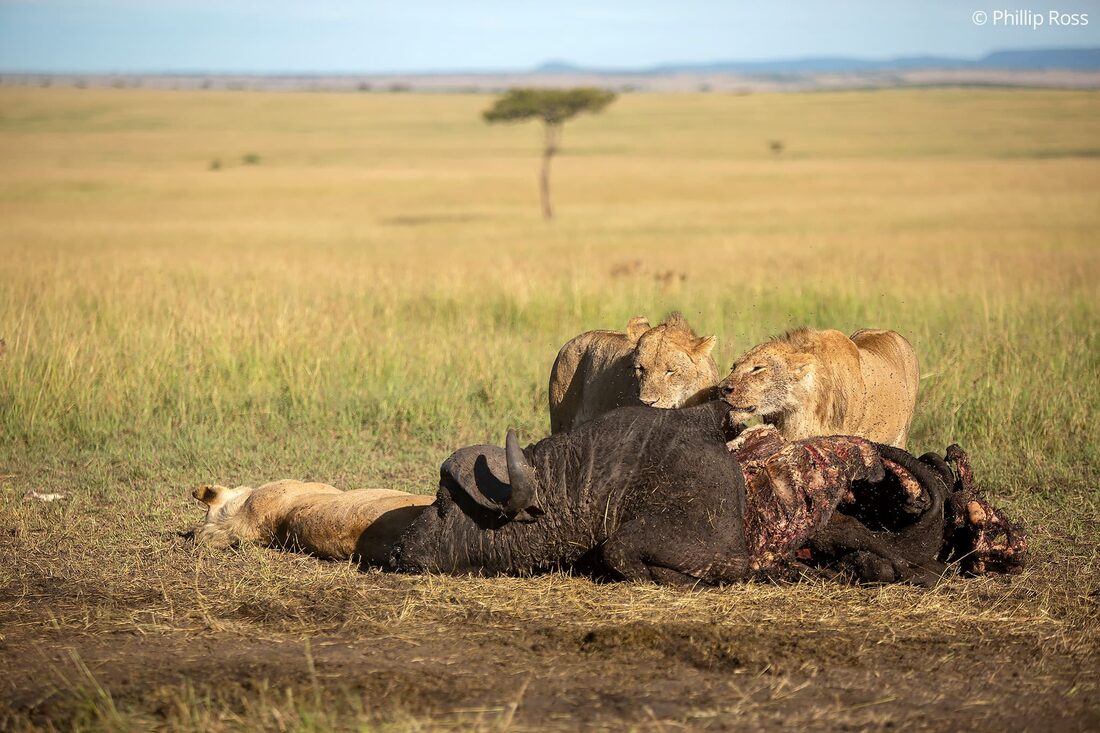 Lions on a kill in the Maasai Mara