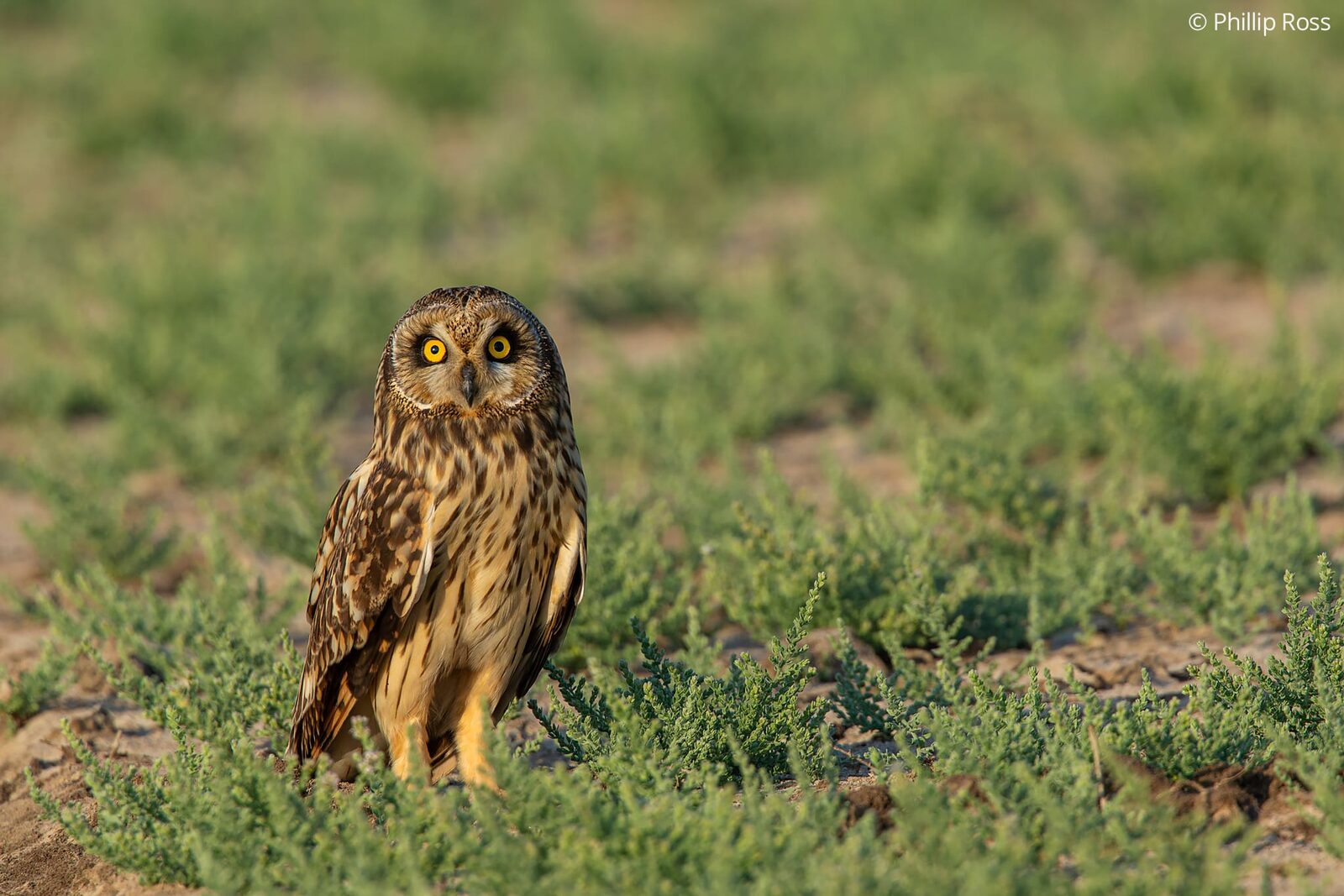 A short-eared owl (Asio flammeus) at dusk in the Little Rann