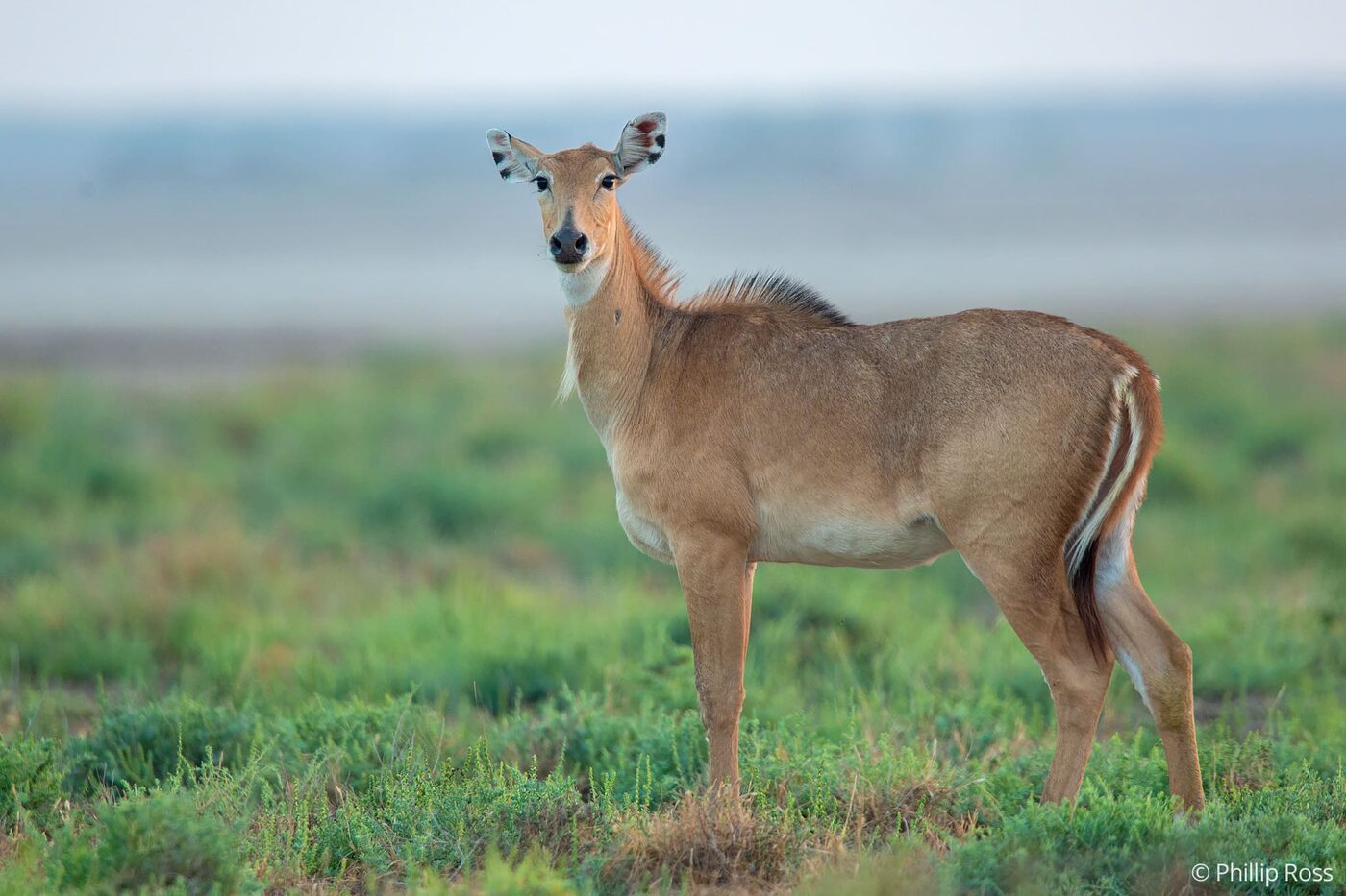 A nilgai (Boselaphus tragocamelus) on the edge of the Rann