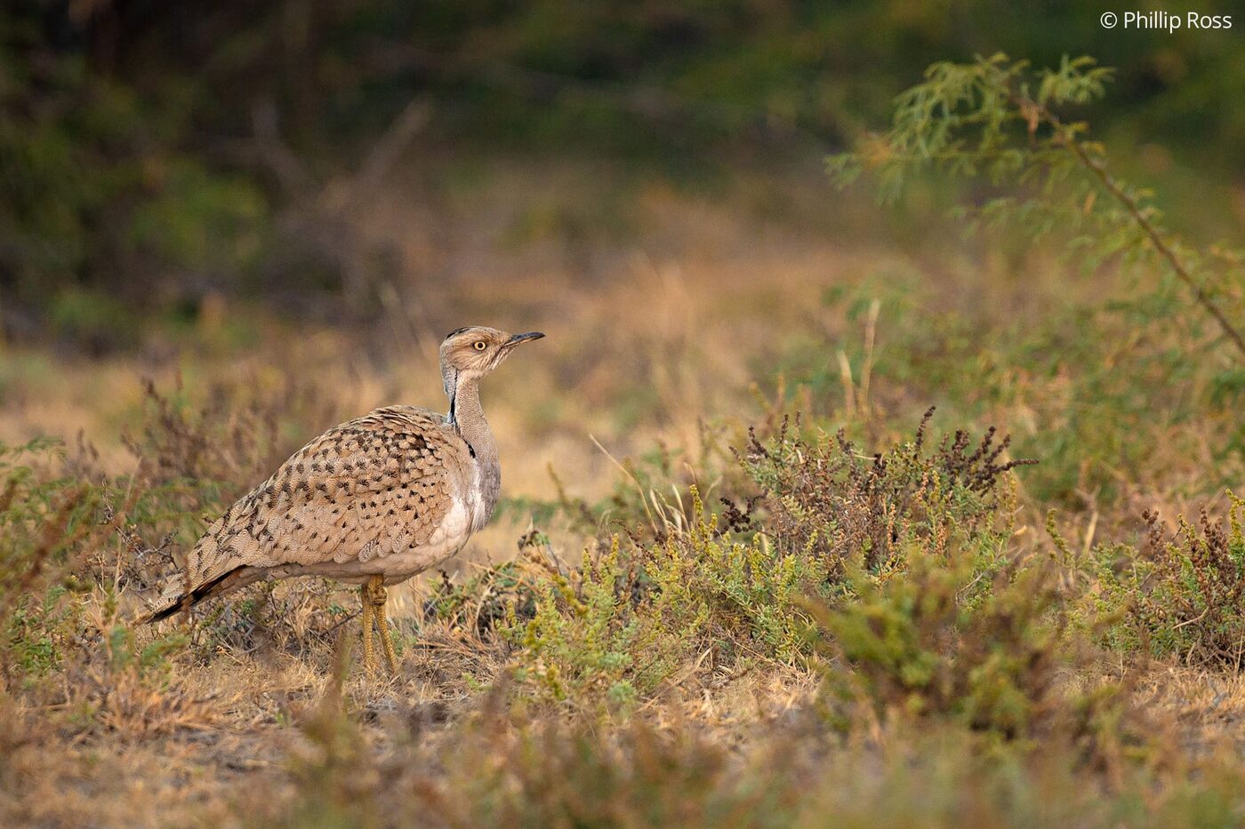 An Asian houbara, also known as MacQueen’s bustard (Chlamydotis macqueenii), on the edge of the Rann